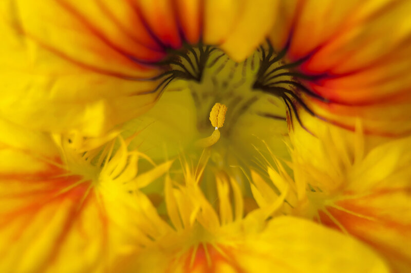 Hoverfly landing